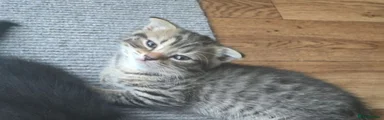 Scottish Fold 1