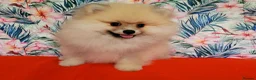 Pomeranian dogs for sale: Stunning KC Pomeranian Puppies for sale - Advert 12