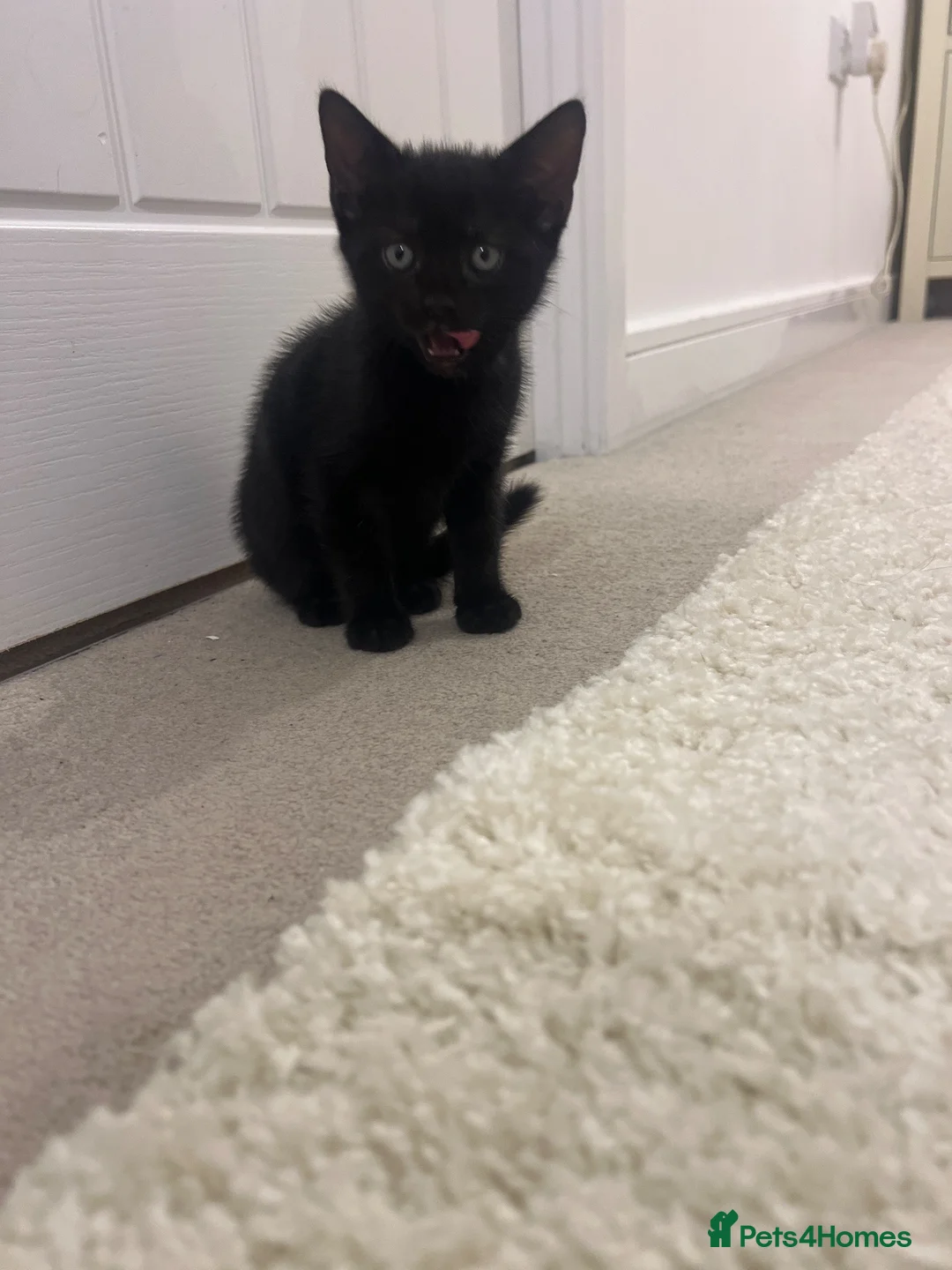 Mixed Breed cats for sale: Black kittens - Advert 1