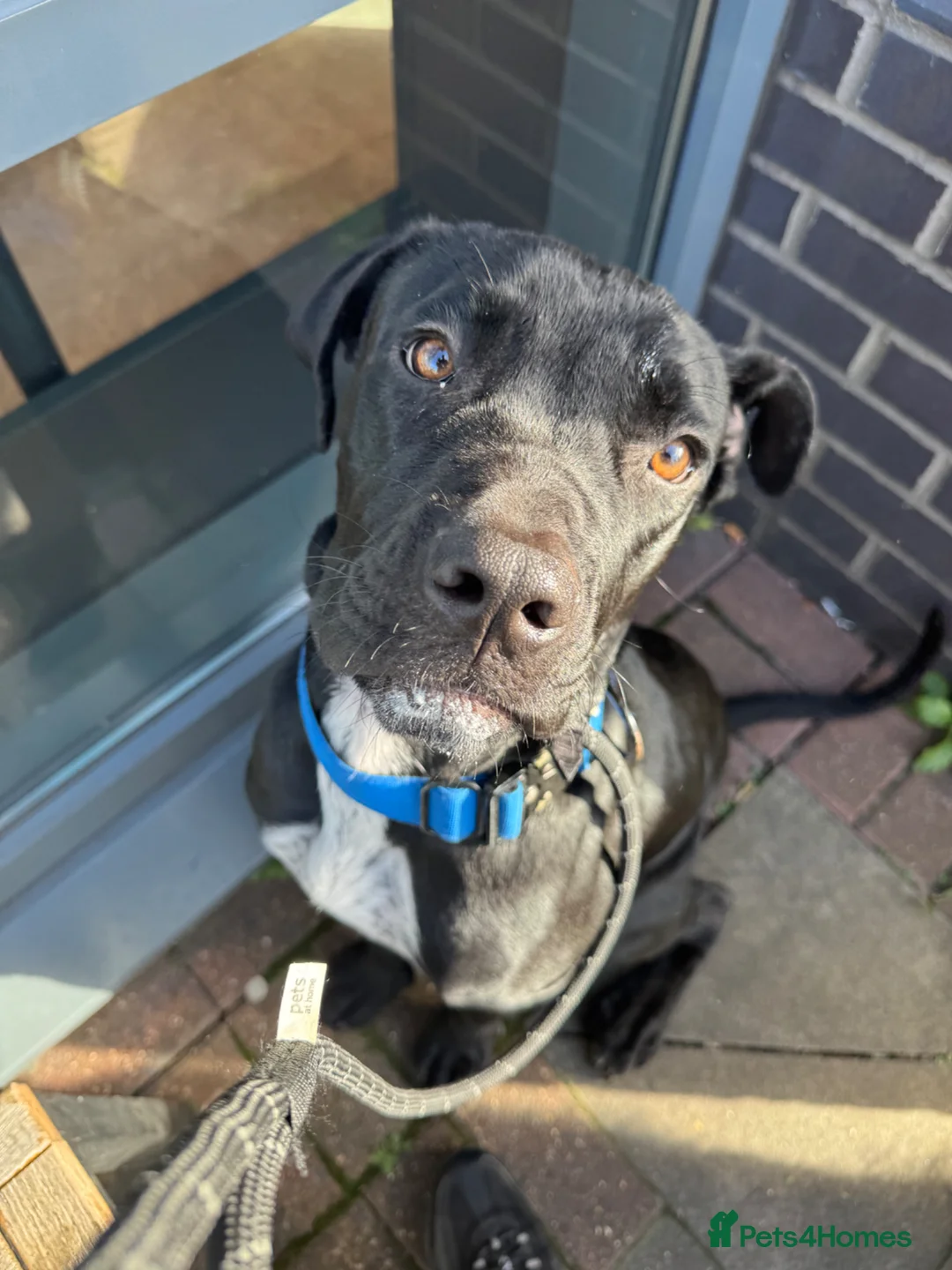 Cane Corso dogs for sale: Kodak is a rescue in Sidcup - Advert 2
