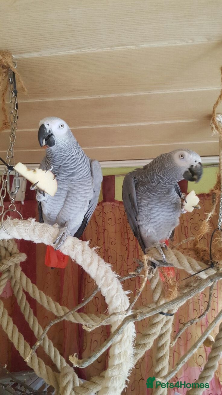 Parrots birds Click clock congo African Grey Parrots - Advert 11