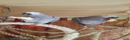 Parrots birds for sale: Click clock congo African Grey Parrots in Liverpool - Advert 1