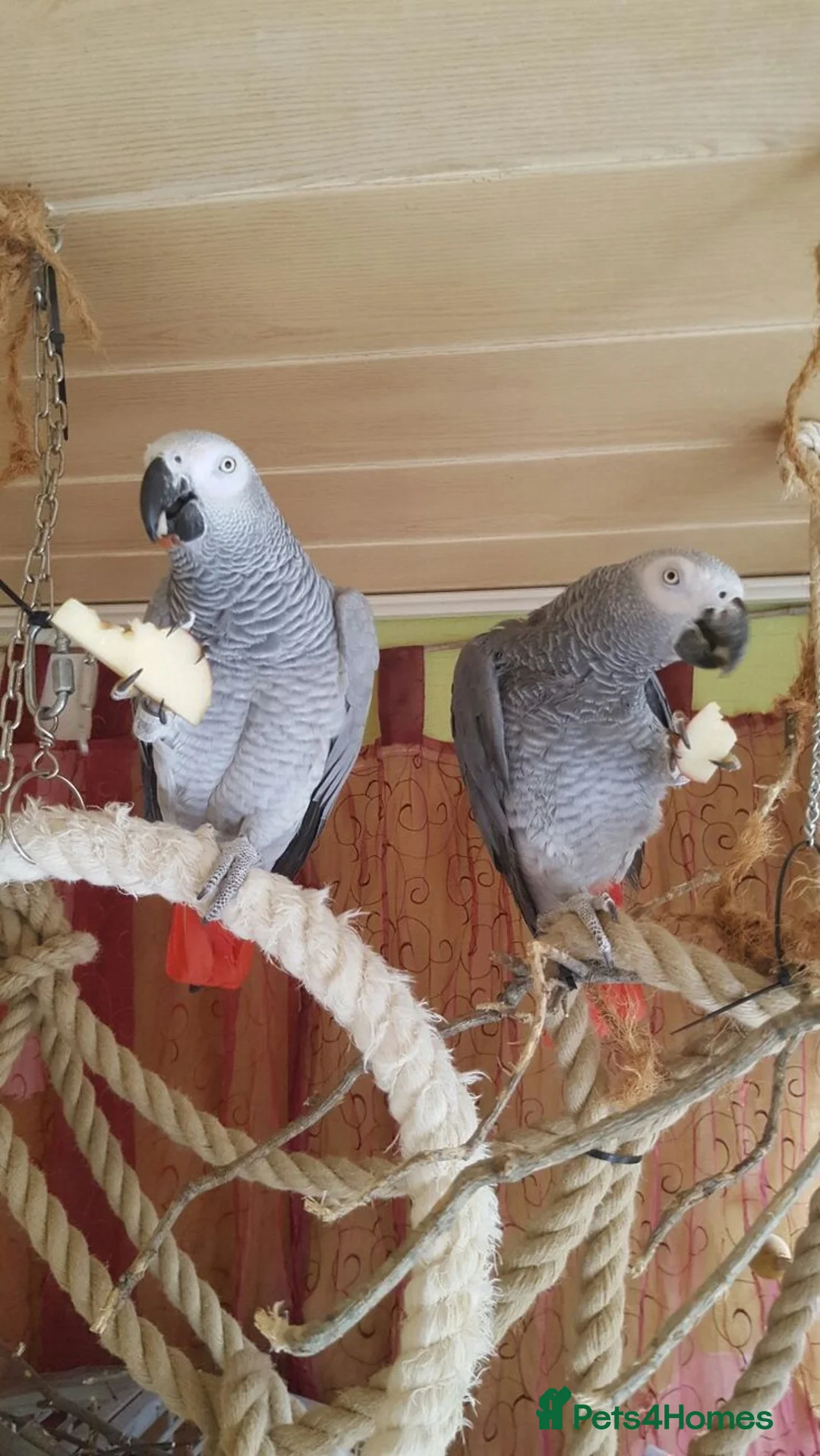 Parrots birds for sale: Click clock congo African Grey Parrots in Liverpool - Advert 1