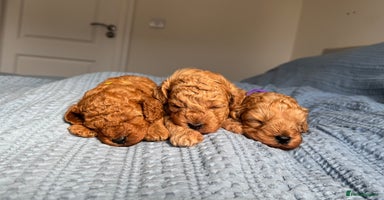 Cavapoo dogs - Advert 15