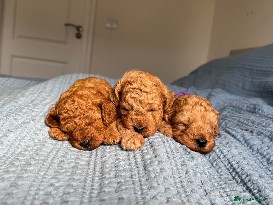 Cavapoo dogs for sale: Beautiful Cavapoo Puppies - Image 3