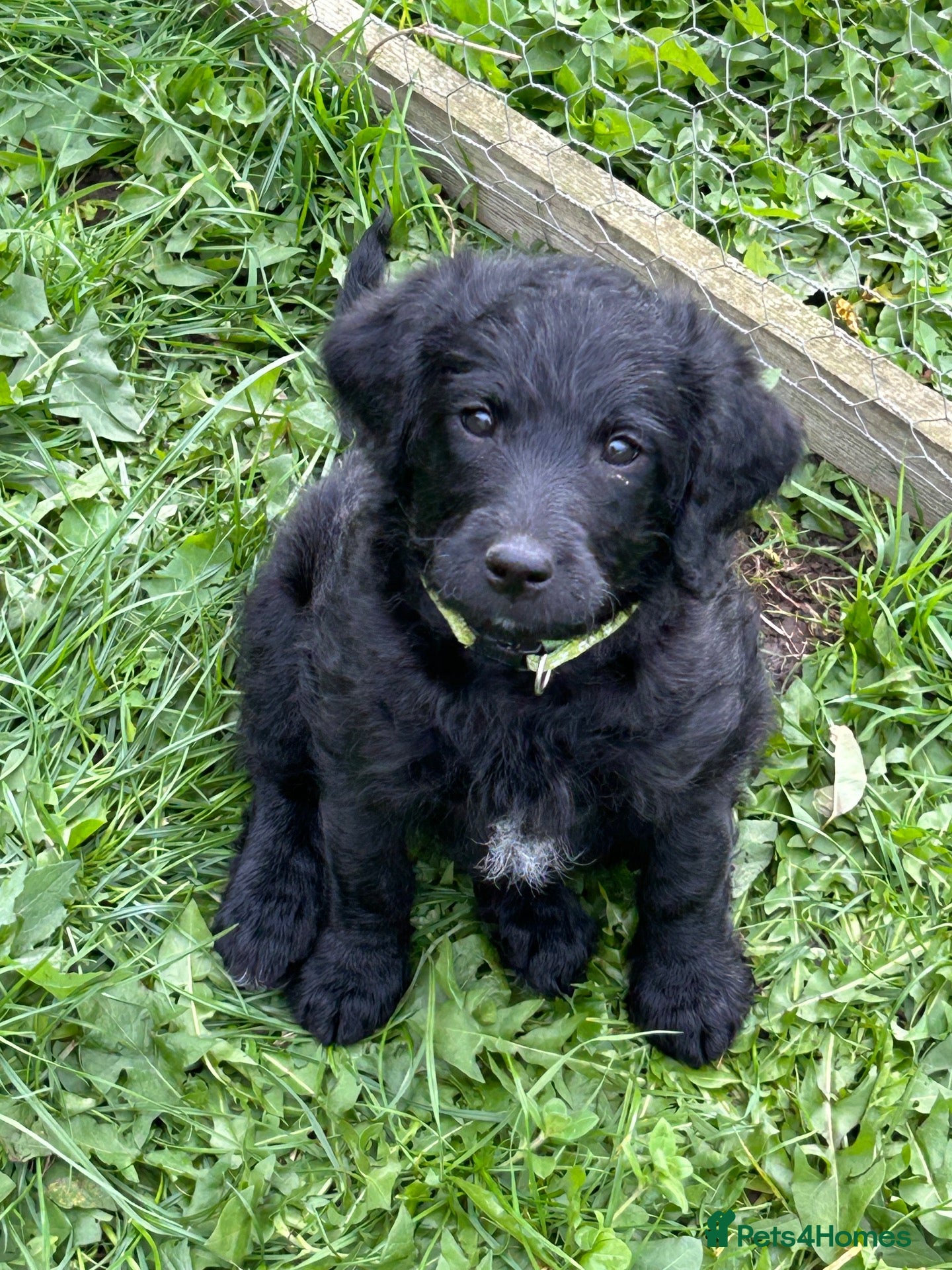Labradoodle dogs for sale: Mini Labradoodles F1: Black & Blue Merle  - Advert 1
