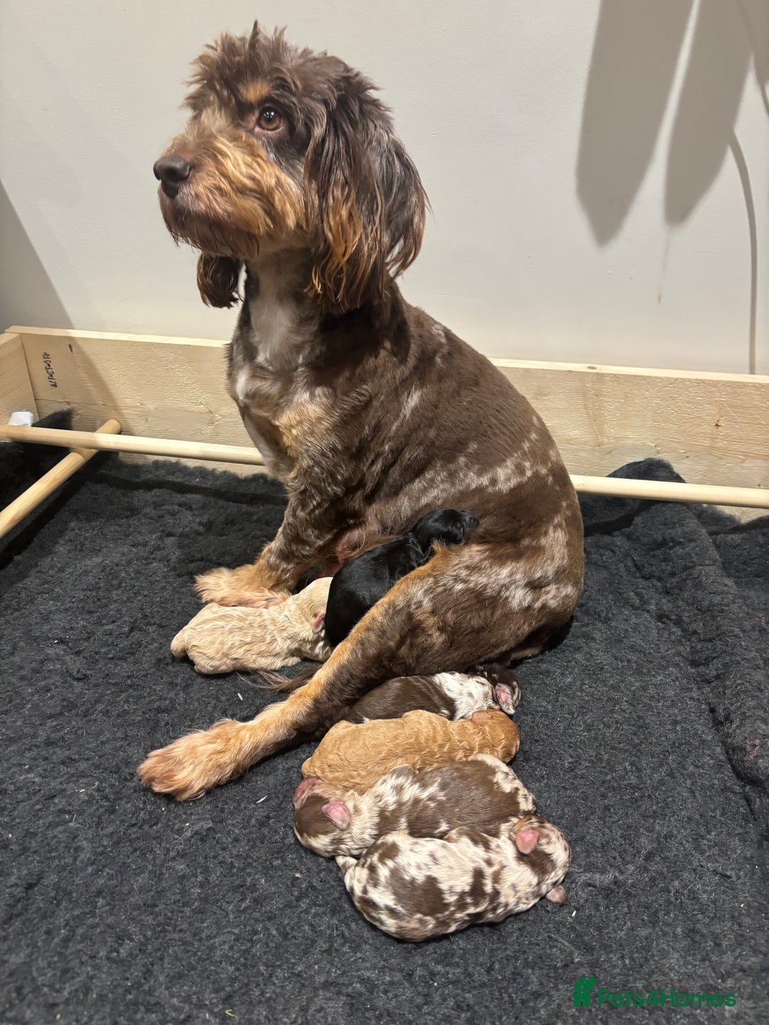 Cockapoo dogs for sale: F1b Toy Cockapoo Merle, Apricot, cream and Black  - Advert 2