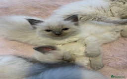 Ragdoll cats for sale: Ragdoll Bluepoint kittens  - Image 5