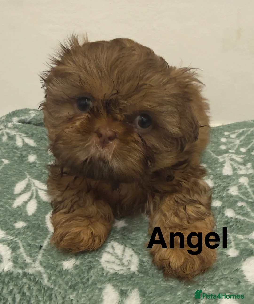 Shih Tzu dogs for sale: Miniature Shih Tzu Puppies - Advert 8