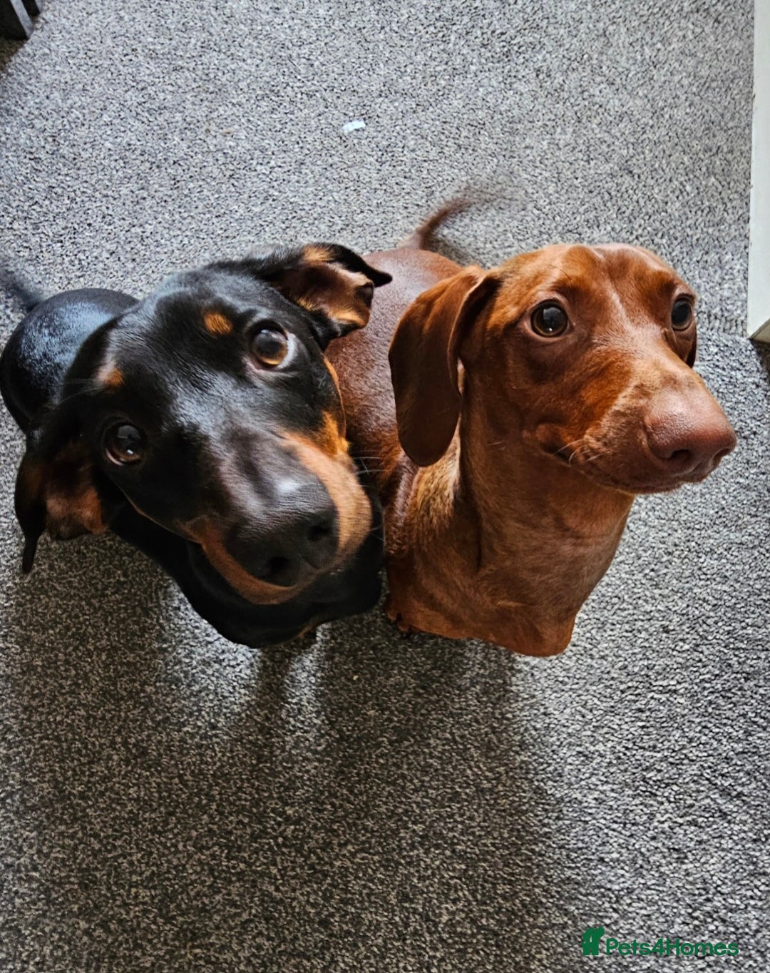 Dachshund dogs for sale: Dachshund Puppies for sale  - Image 2