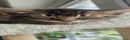 Mixed Breed cats for sale: Abesynian x Bengal. - Advert 14