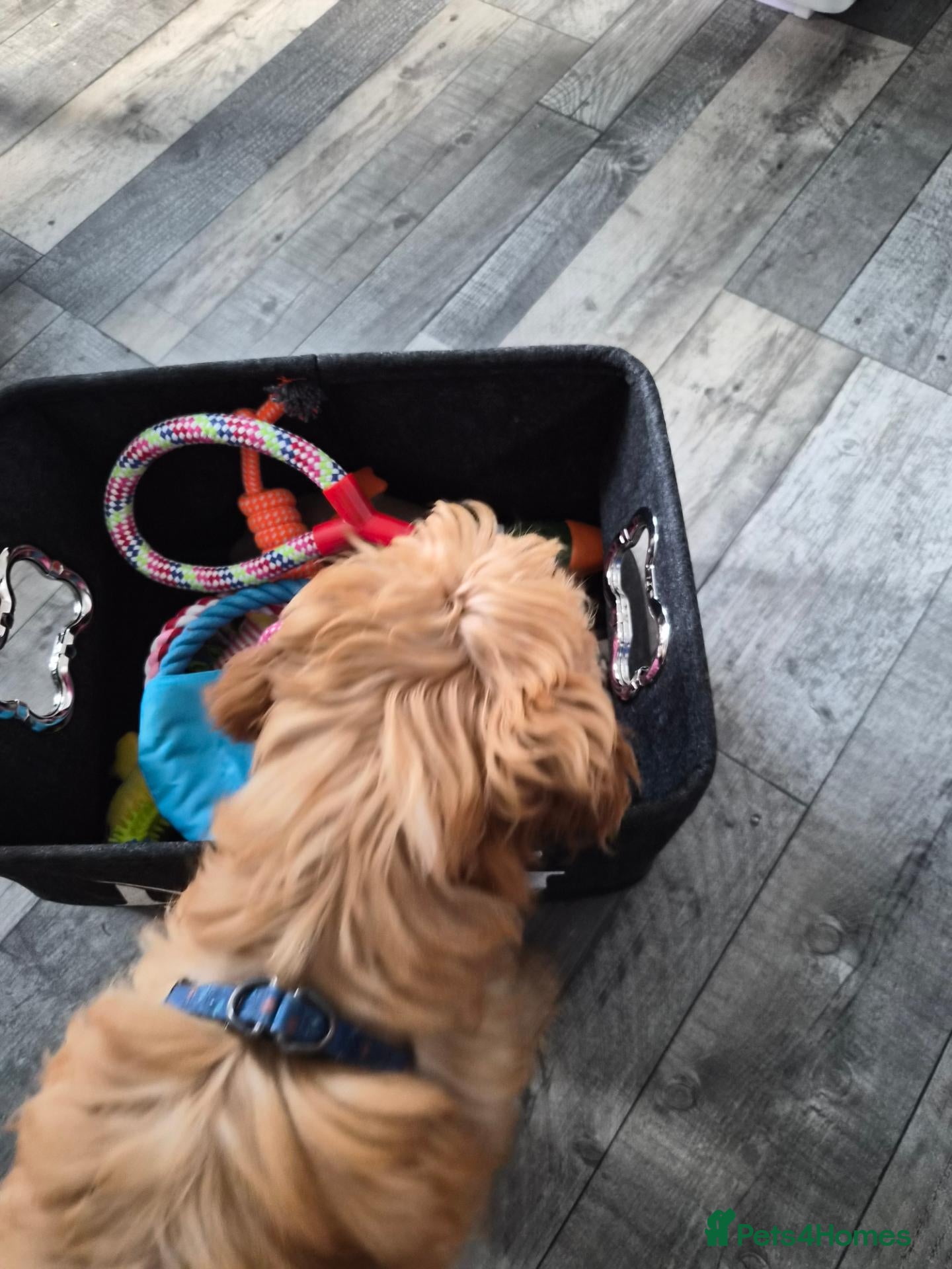 Cockapoo dogs Dog for sale - Advert 1