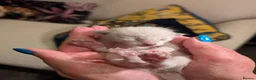 Siamese cats for sale: Beautiful Pure Siamese kittens - Advert 8