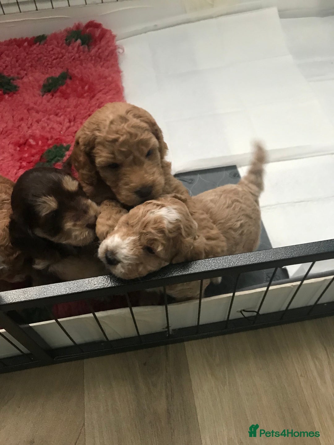 Cockapoo dogs for sale: 4 Beautiful female cockerpoos  - Image 24