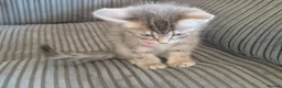 Norwegian Forest Cat cats for sale: Norwegian Forest cat X Bengal!  - Advert 12