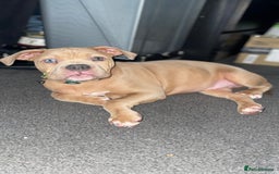 American Bully dogs for sale: American pocket bully female  - Image 8