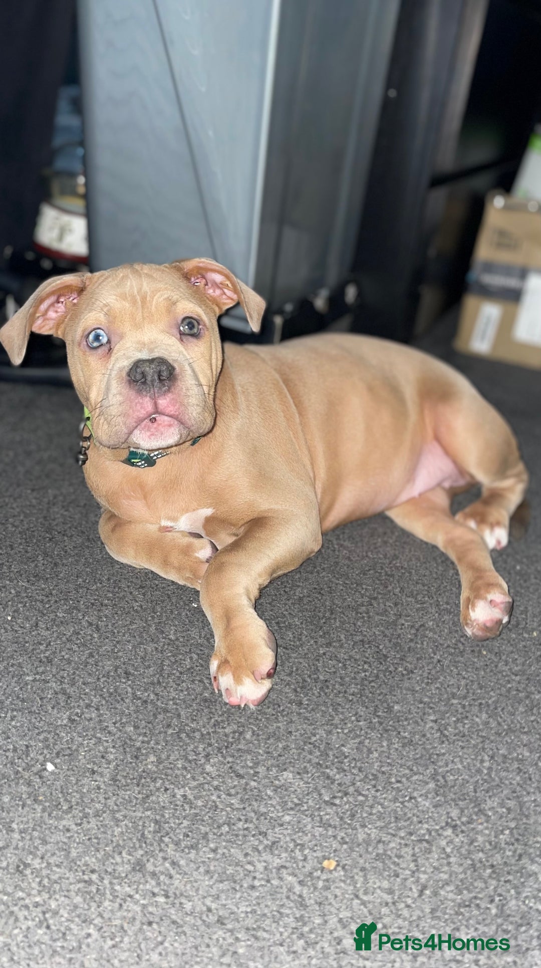 American Bully dogs for sale: American pocket bully female  - Image 8