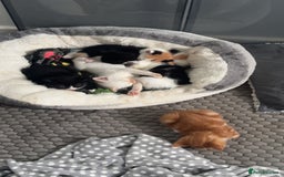 Mixed Breed cats for sale: Mixed kittens for sale - Image 3