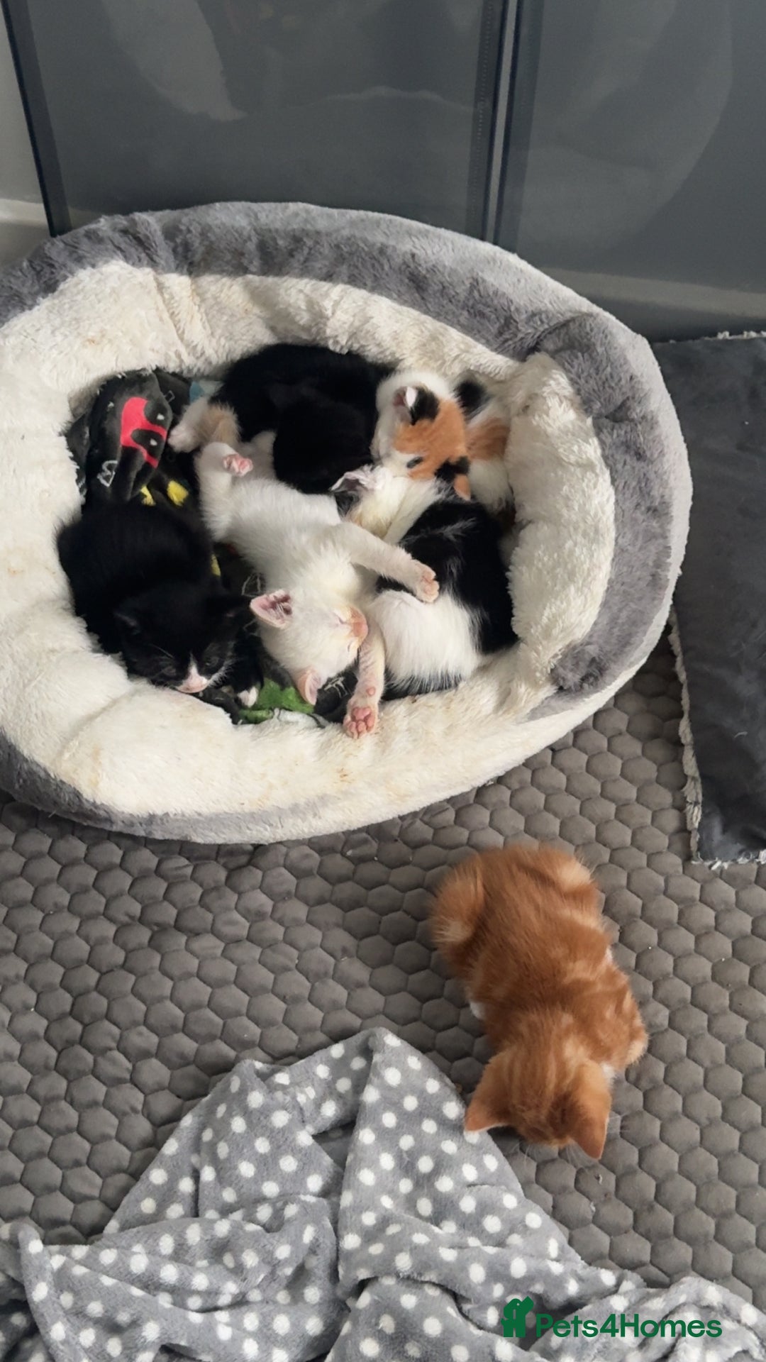 Mixed Breed cats for sale: Mixed kittens for sale - Image 3
