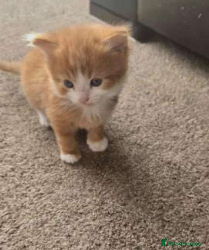 Mixed Breed cats Kittens for rehoming can be seen with mum 😊  - Advert 9