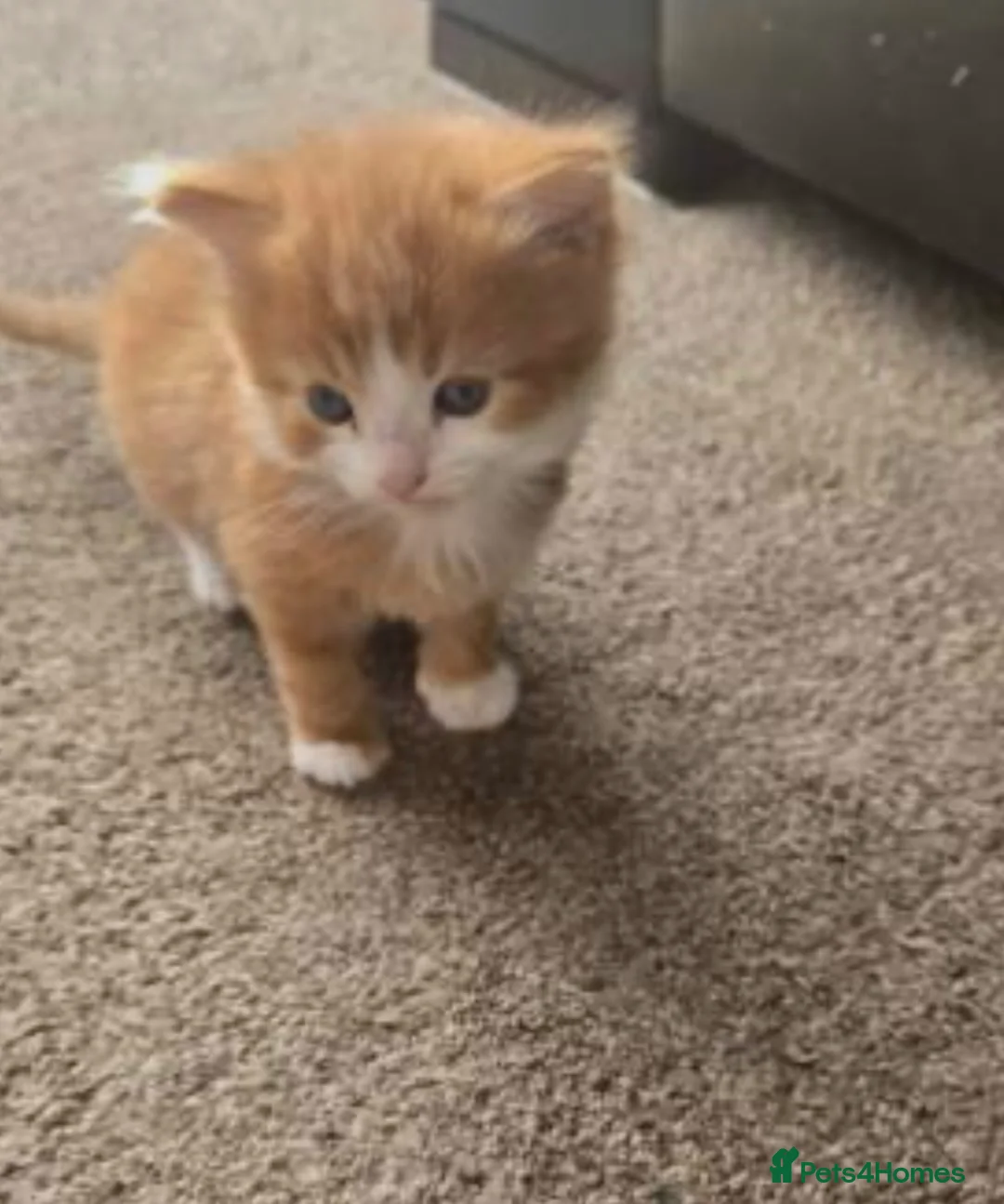 Mixed Breed cats for sale: Kittens for rehoming can be seen with mum 😊  in Liverpool - Advert 2
