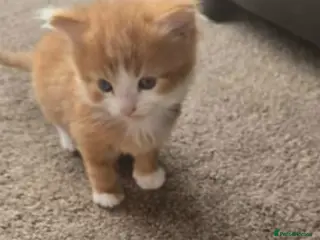 Mixed Breed cats Kittens for rehoming can be seen with mum 😊 - Advert 5