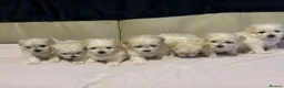 Maltese dogs for sale: Maltese puppies  - Advert 9