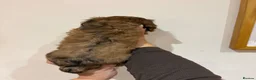 Dachshund dogs for sale: Long Haired Dachshund 🐾  - Advert 17