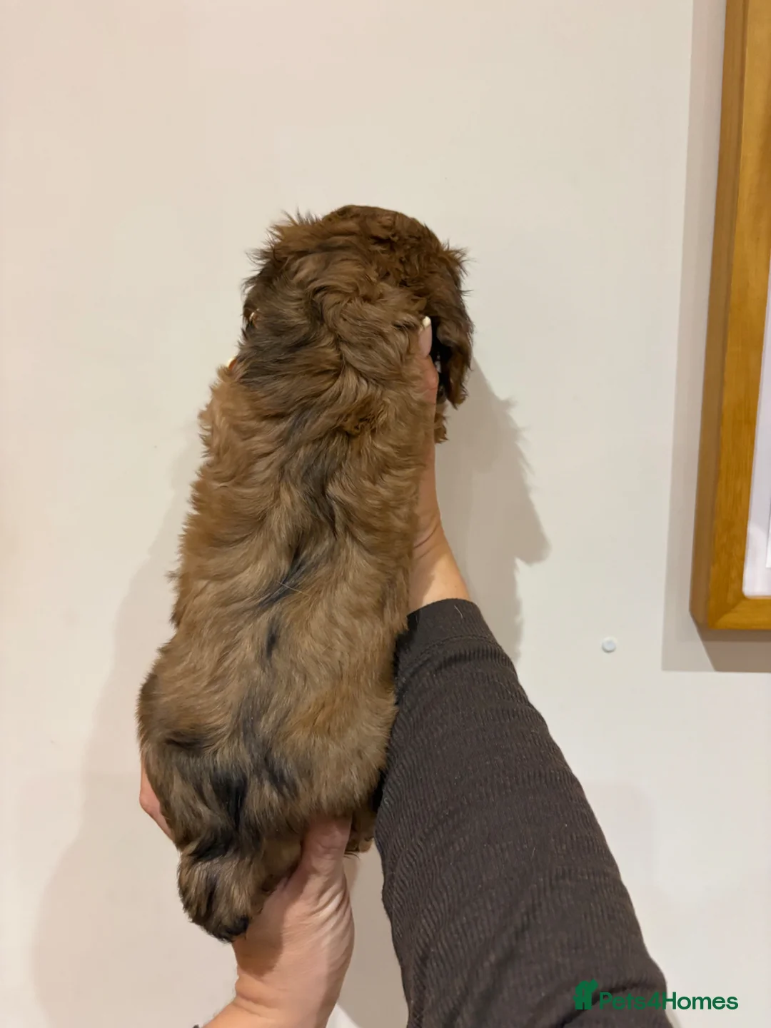 Dachshund dogs for sale: Long Haired Dachshund 🐾  - Advert 17