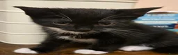 Mixed Breed cats for sale: Black kittens for sale  - Advert 3