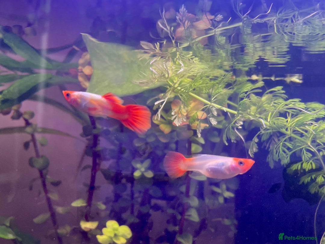 Live Bearers fish for sale: Mixed guppies - Image 9