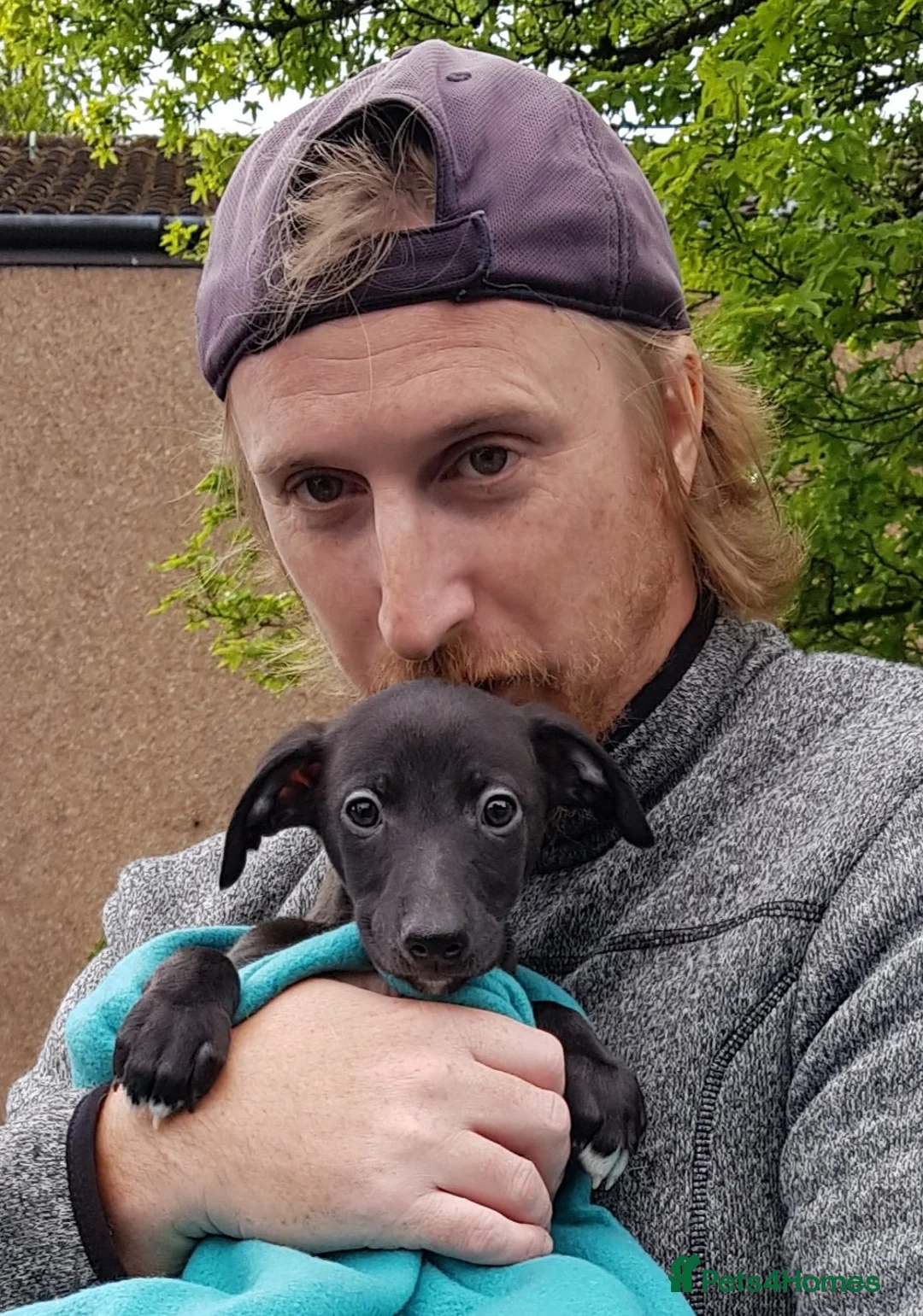 Whippet dogs for stud: Eidynrock Sangoma with Silkspun ,Sportingbred.X in Glasgow - Advert 18