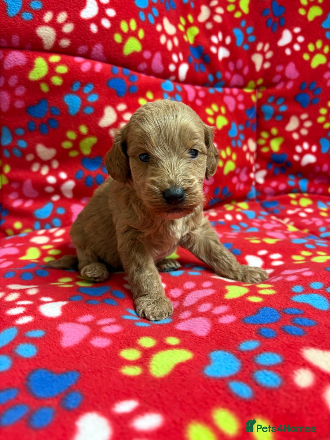 Cockapoo dogs for sale: 2 F1B cockapoo puppies 💖💙 - Advert 5