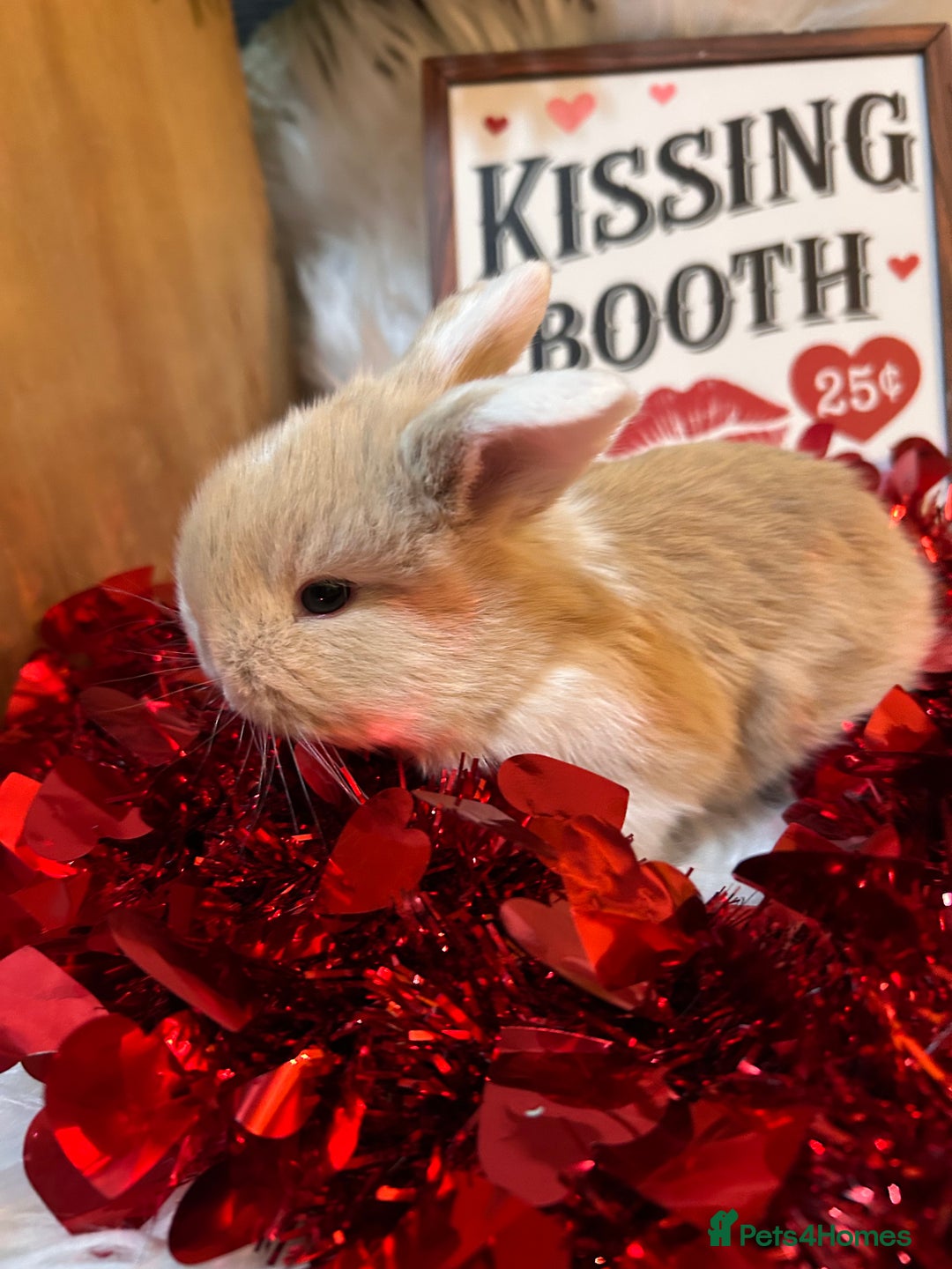 Mini Lop rabbits for sale: 🌼Mini lop Girls 🌼 - Advert 6