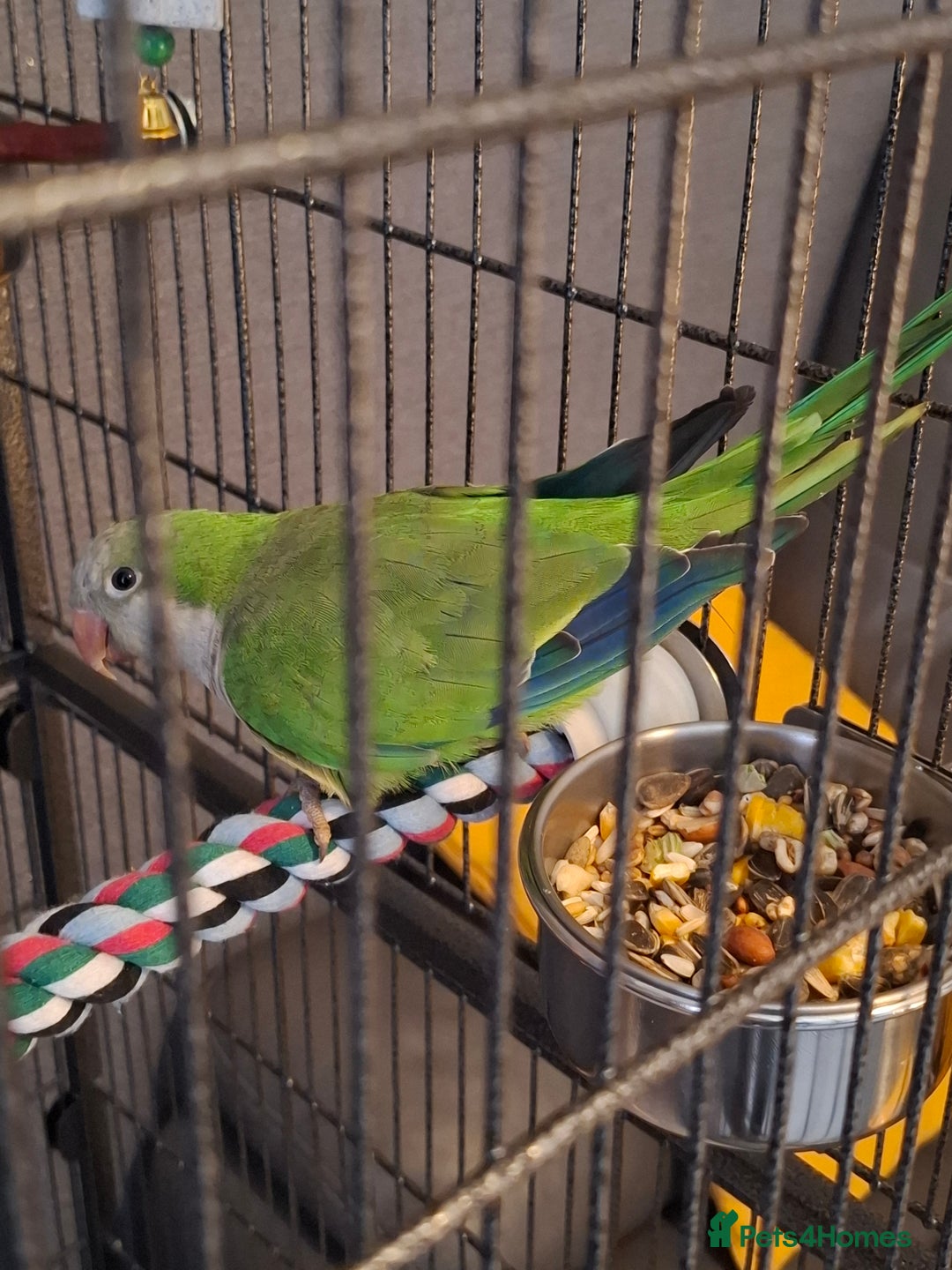 Parrots birds for sale: Quaker Parrot  - Advert 2