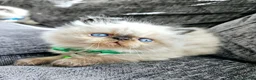 Persian cats for stud: PKD Clear Proven Persian Stud  - Advert 11