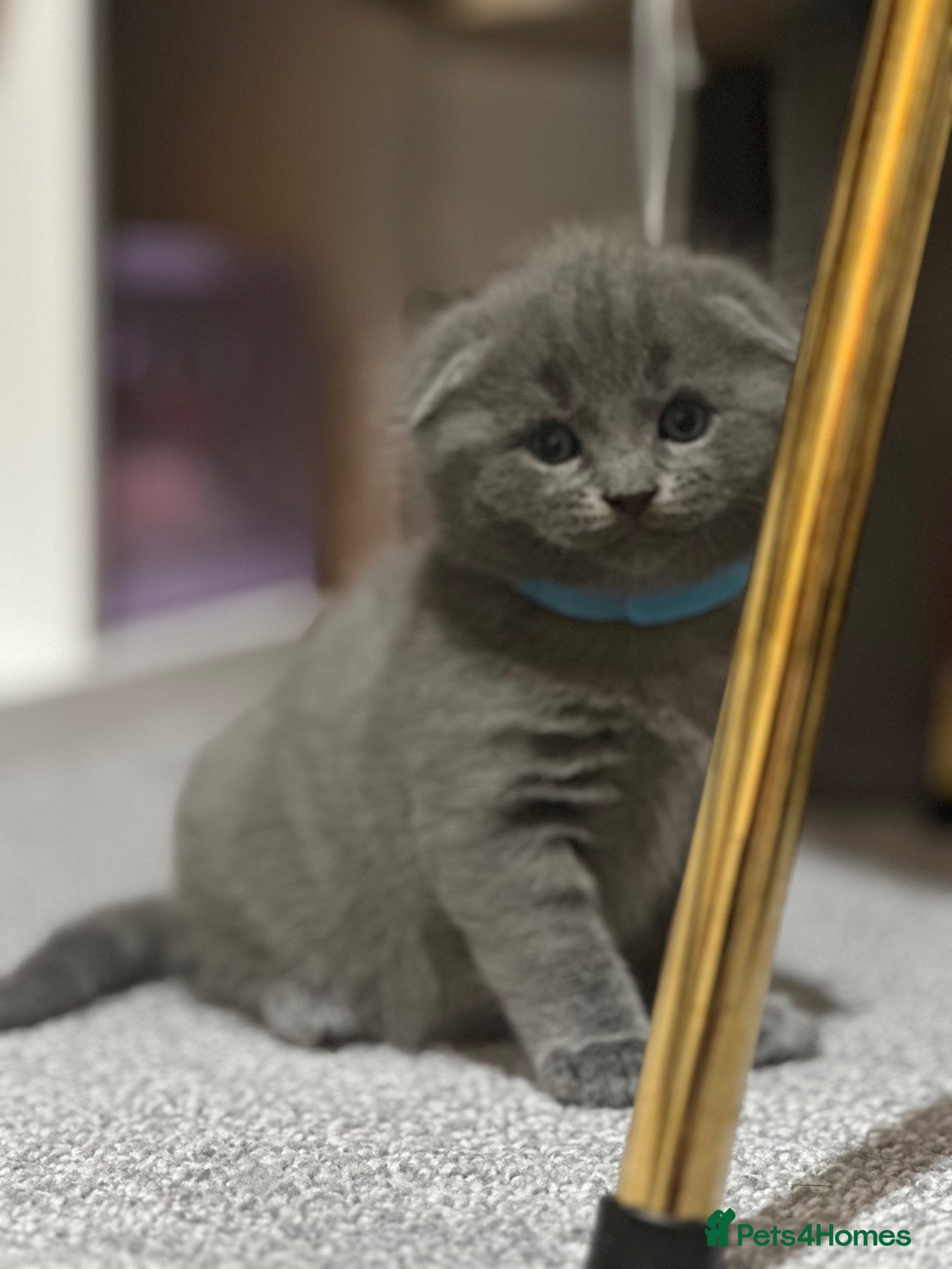Scottish Fold cats for sale: 🐱 PURE SCOTTISH FOLD KITTENS 🐱  - Advert 1
