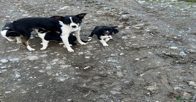 Sprollie dogs - Advert 5