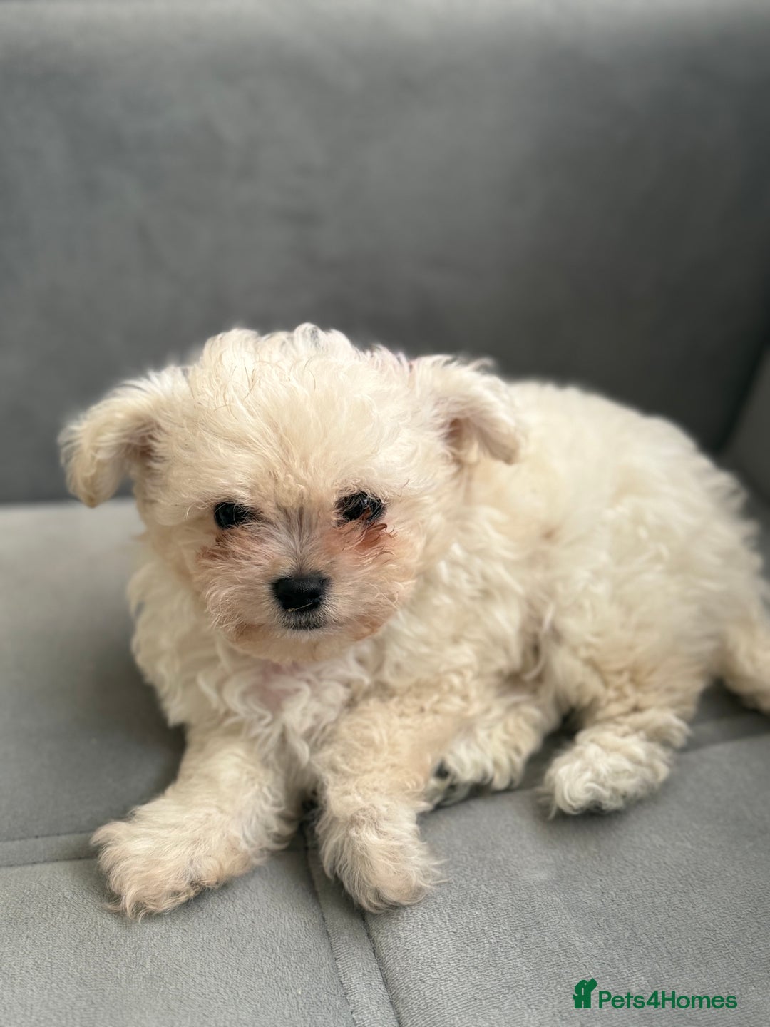 Mixed Breed dogs for sale: Adorable & Clever Chihuahua X Terrier Pup (Bobby) - Image 6