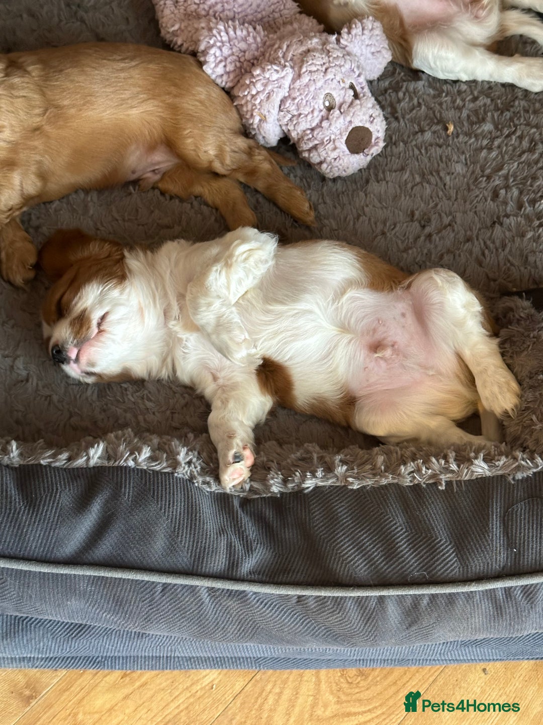 Cavalier King Charles Spaniel dogs for sale: Kc Cavalier King Charles Spaniel pups DNA tested  - Image 26