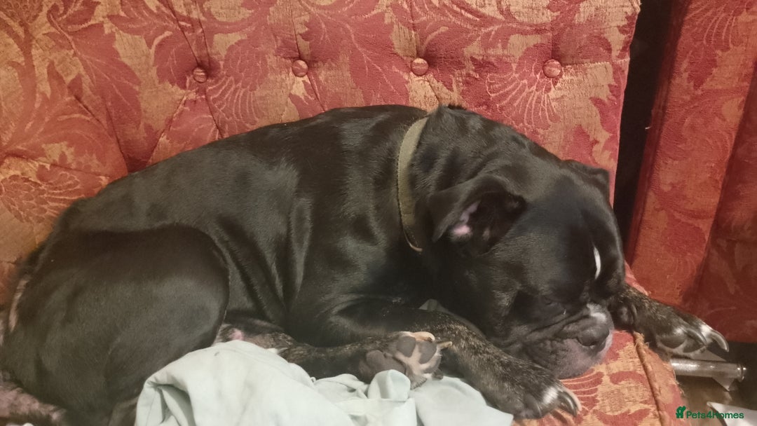 Dorset Olde Tyme Bulldogge dogs for sale: The BEST Companion you'll ever have, Diesel 💕 - Image 4
