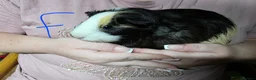 Guinea Pig rodents for sale: Male and Female Guinea Pig Pairs - Advert 5