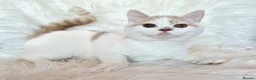 British Shorthair cats for sale: Gorgeous loving purr machines  - Advert 23