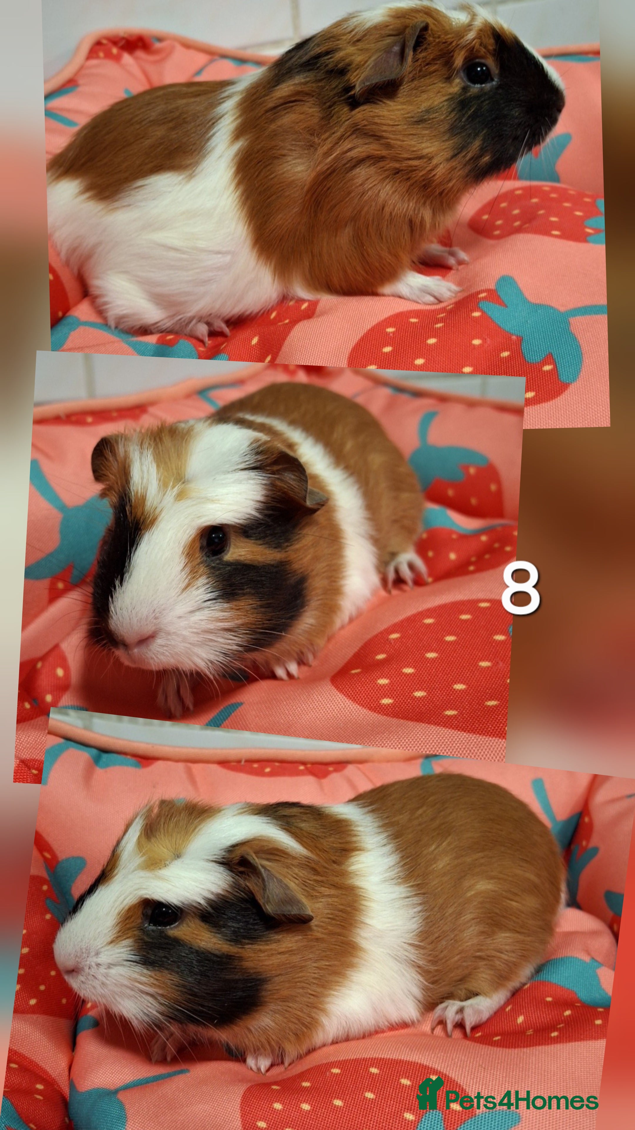 Guinea Pig rodents Lots of little cuties looking for new homes 🏡  - Advert 2