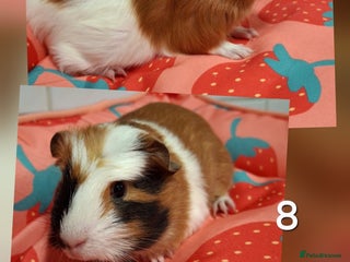 Guinea Pig rodents Lots of little cuties looking for new homes 🏡 - Advert 2
