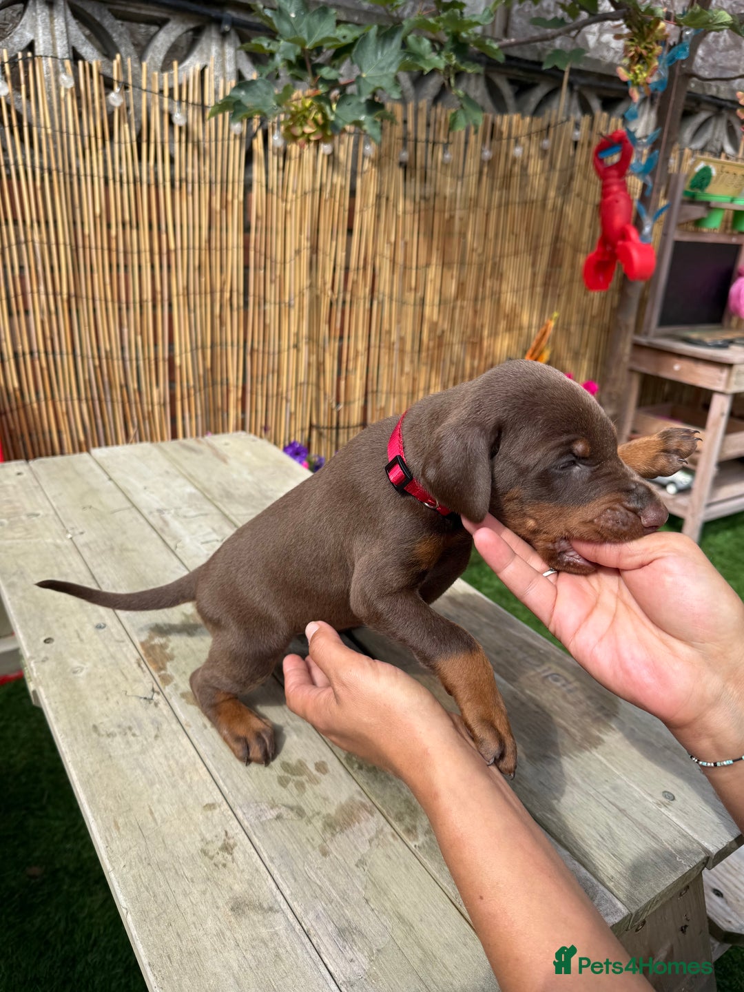 Dobermann dogs for sale: Doberman brown & tan - Image 17