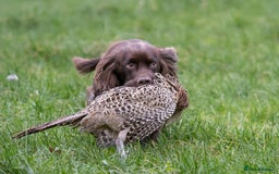 Sprocker dogs for sale: Working Sprocker puppies for sale - Image 6