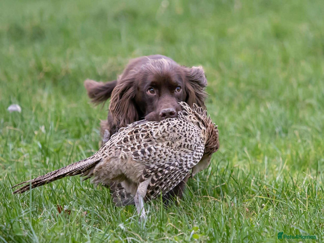 Sprocker dogs for sale: Working Sprocker puppies for sale - Image 6