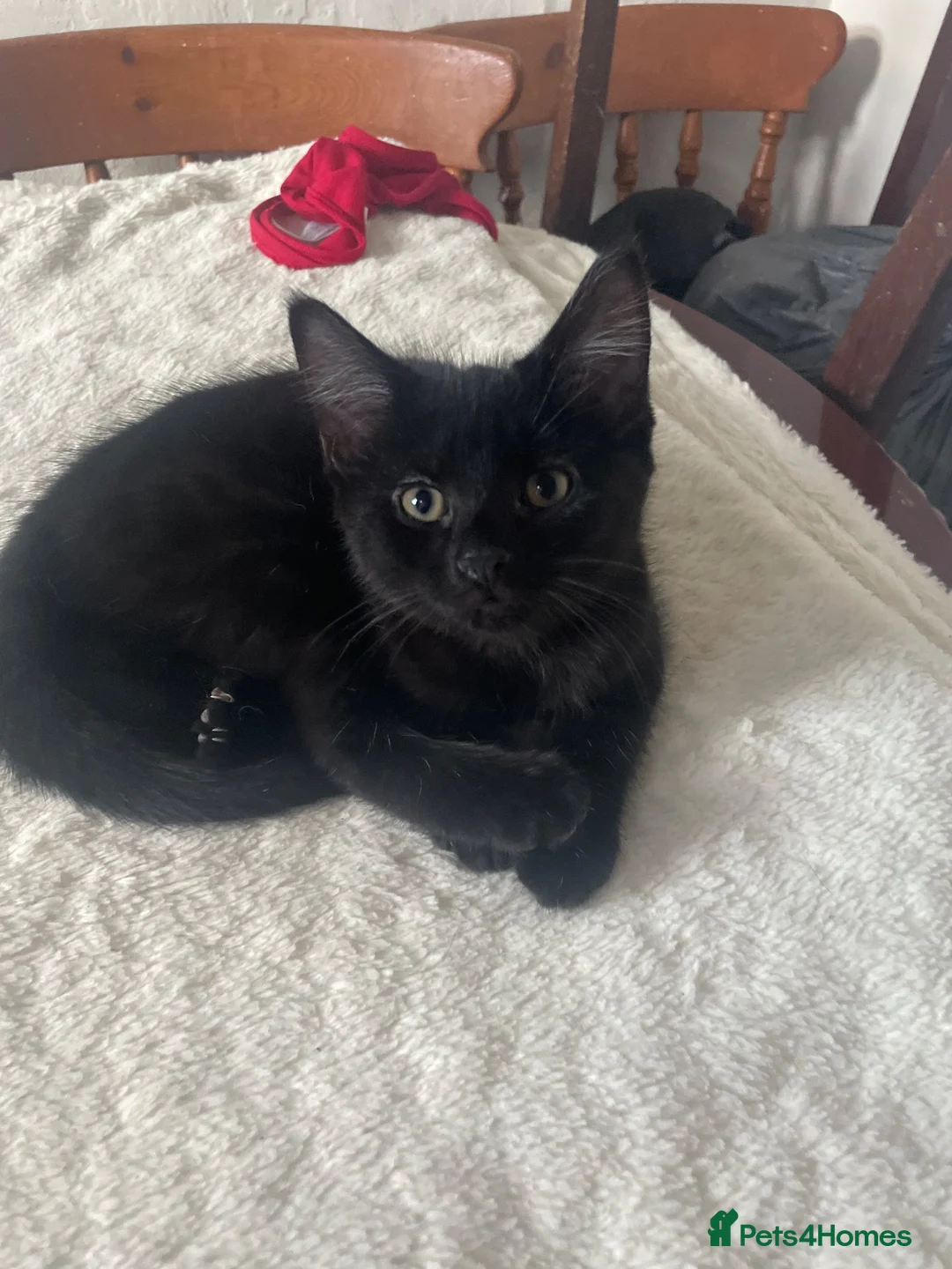 Mixed Breed cats for sale: 2 stunning kittens  - Advert 2