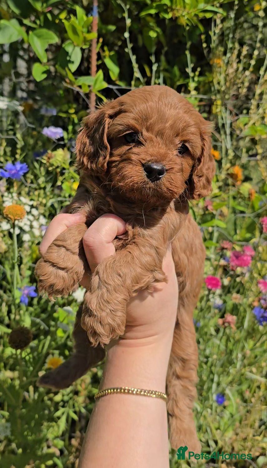 Cavapoo dogs 🐶Ruby Red Tiny Toy Cavapoo Puppies 🐶 - Advert 1